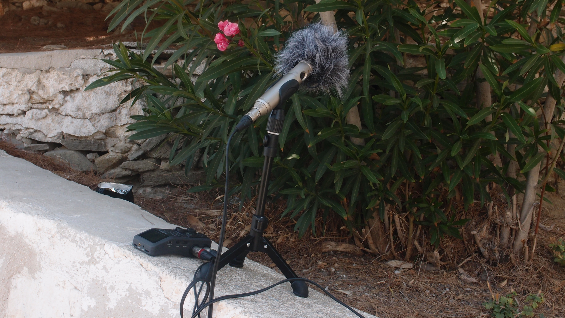 2021-09-17 04 Taverne Budaraki (Zikaden) (Fieldrecording, Foto)